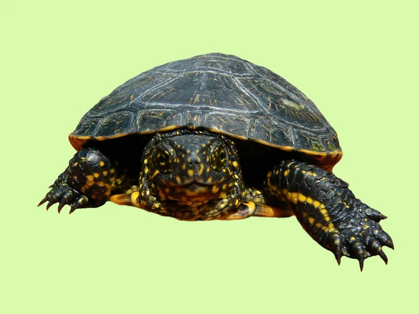 Geïsoleerde schildpad — Stockfoto