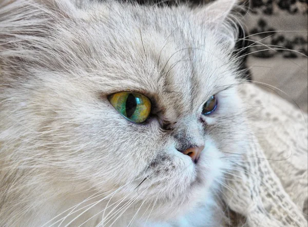 Olhar de gato — Fotografia de Stock