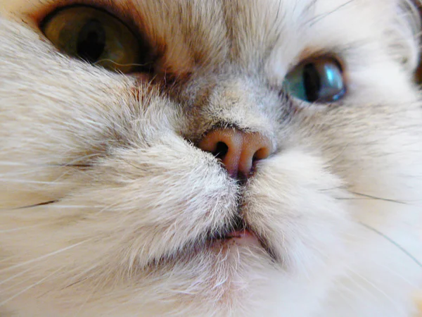 猫的鼻标 — 图库照片