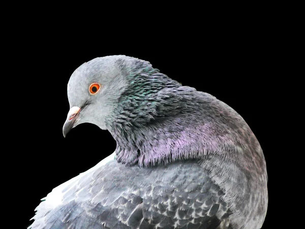 Na białym tle głowa gołębia — Zdjęcie stockowe