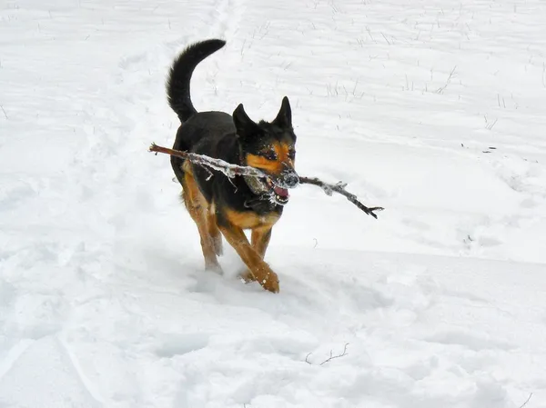 stock image Running dog on the snow