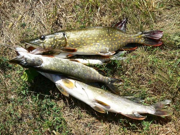 stock image After fishing