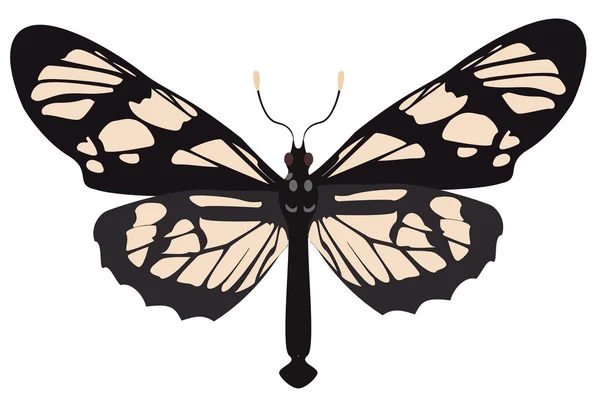 Mariposa blanco-negra — Vector de stock