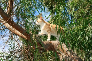 Cat on the tree clipart