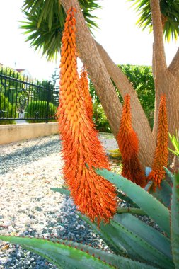 aloe tesisi