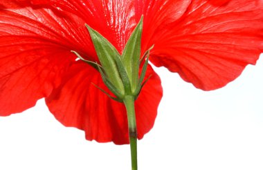 hibiscus çiçeği