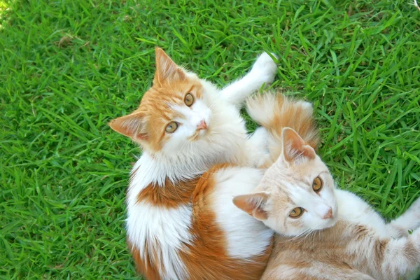 Två katter — Stockfoto