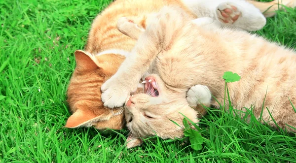 Playing cats — Stock Photo, Image