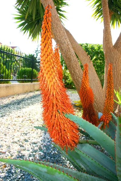 Aloe växt — Stockfoto