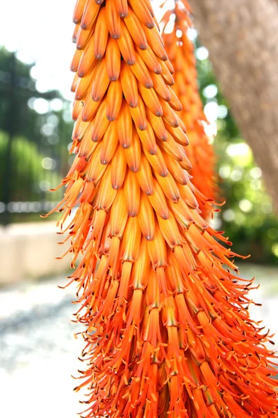 Aloe växt — Stockfoto