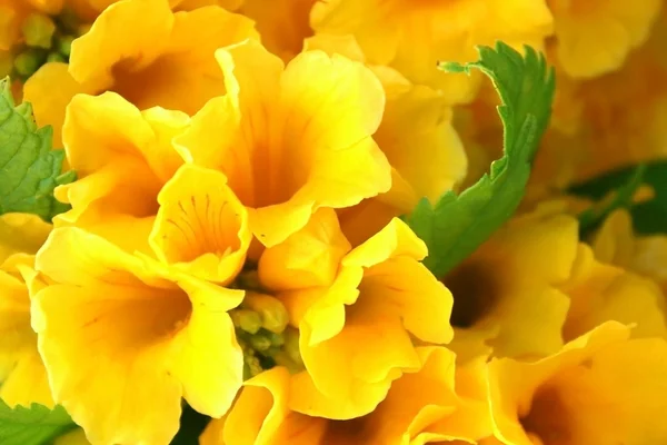 Жовті квіти — стокове фото