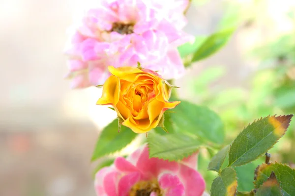 Rose — Foto Stock
