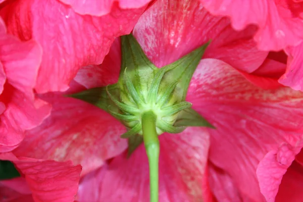 Flores de hibisco — Foto de Stock
