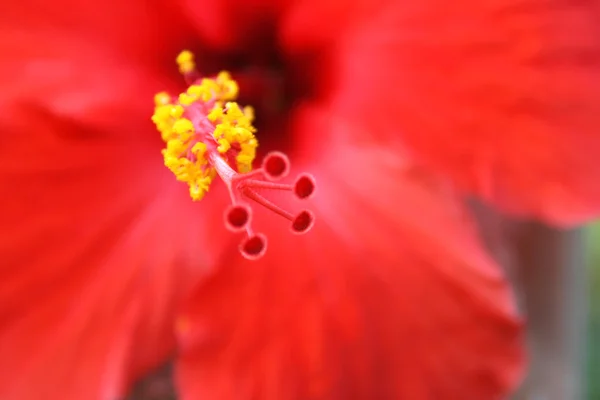 Fiore di ibisco — Foto Stock
