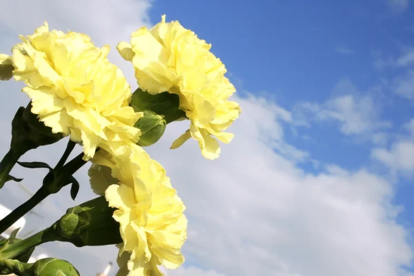 Yellow carnations — Stock Photo, Image
