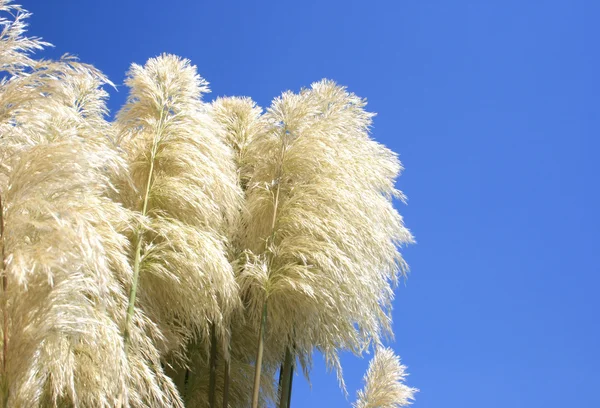 Reed feather — Stock Photo, Image