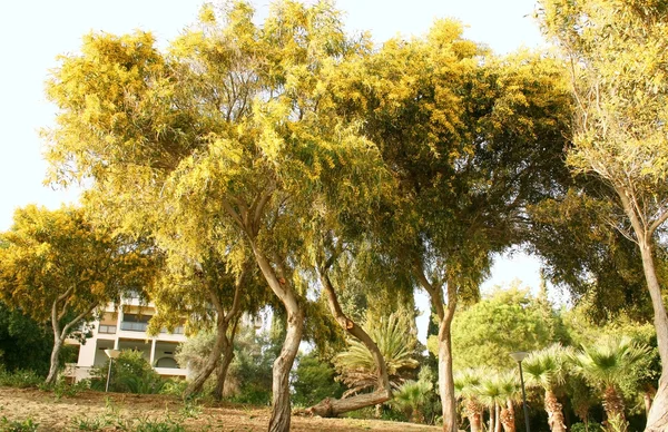 Mimosa trees — стокове фото