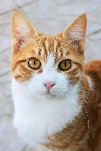 Gato vermelho — Fotografia de Stock