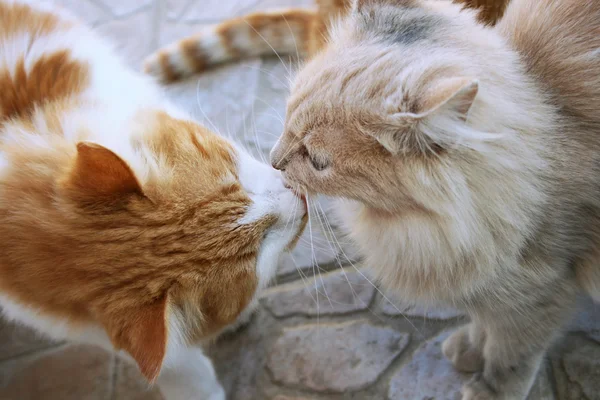 猫のキス — ストック写真