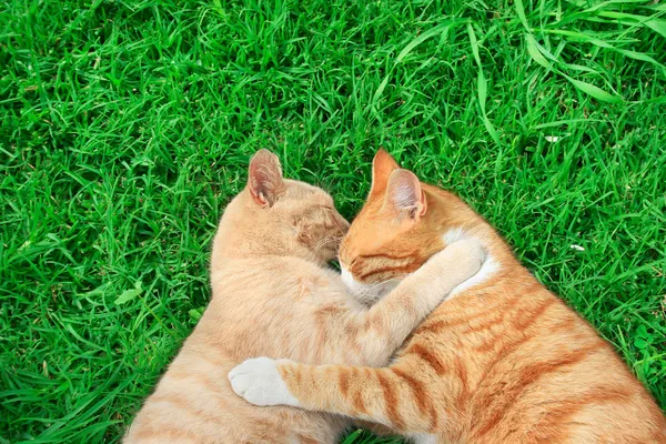 Hugging cats — Stock Photo, Image