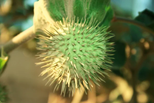 stock image Plant