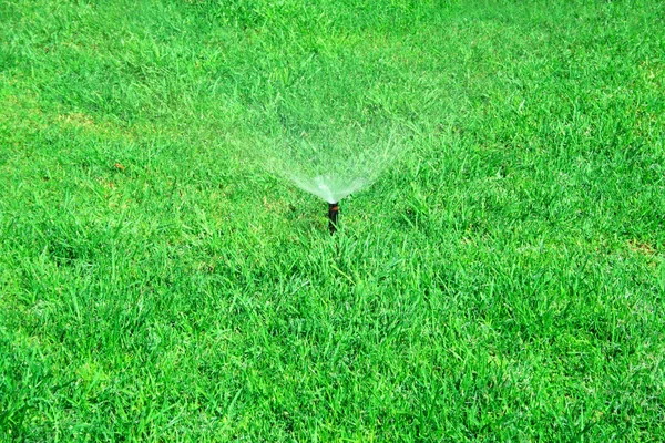 Erba da irrigazione — Foto Stock