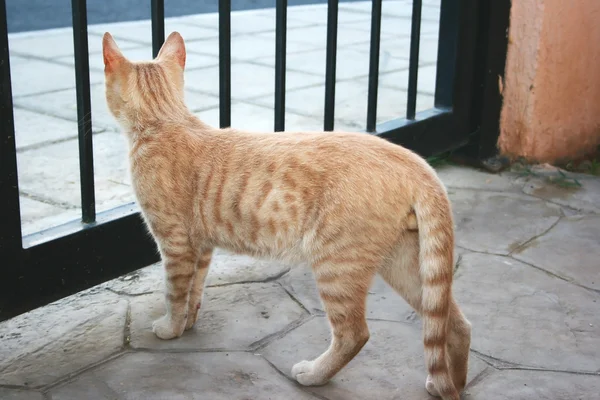 黄褐色の猫 — ストック写真