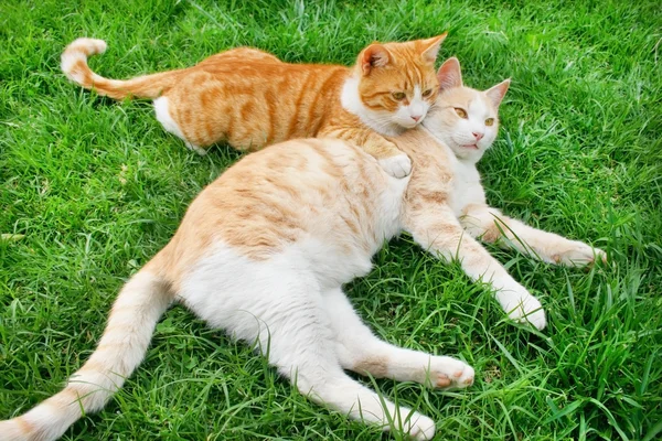 Висячие кошки — стоковое фото