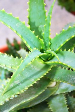 aloe vera