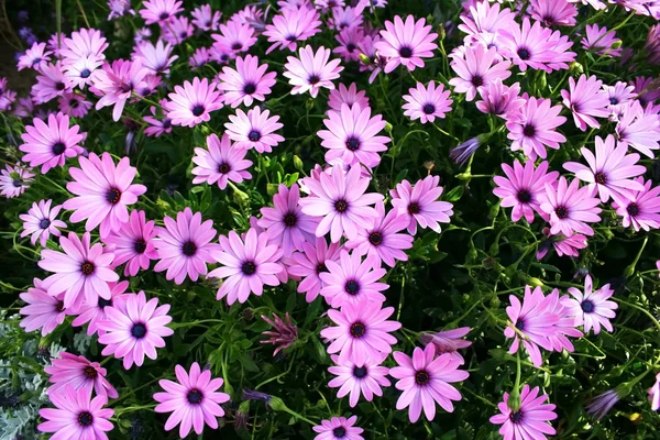 Pink daisies — Stock Photo, Image