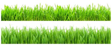 grass isolated on white background  clipart