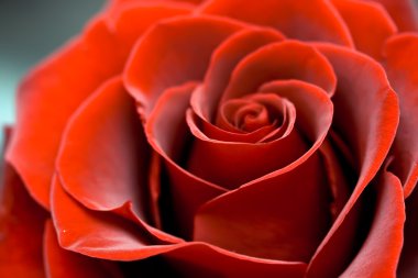 red rose close up  clipart