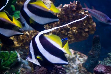 colorful fish and fishes in the aquarium. 