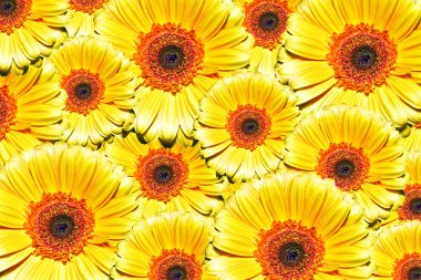 yellow sunflower flowers petals, flora 