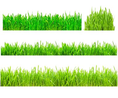 set of green grass isolated on white  clipart