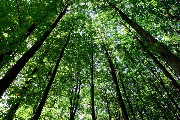 Bela Vista Floresta — Fotografia de Stock