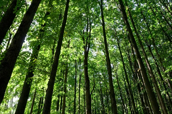Parktaki Yeşil Orman — Stok fotoğraf