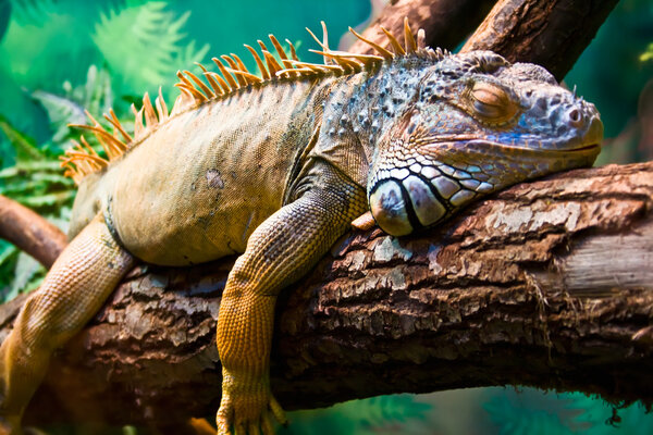 close up of the iguana 
