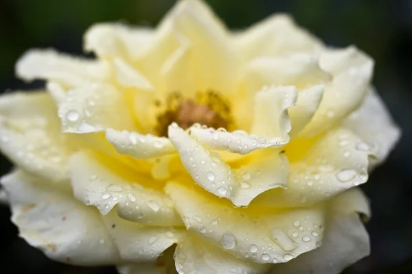 Κοντινό Πλάνο Του Κίτρινου Τριαντάφυλλου Στον Κήπο — Φωτογραφία Αρχείου