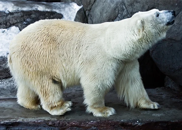 동물원에 북극곰 — 스톡 사진
