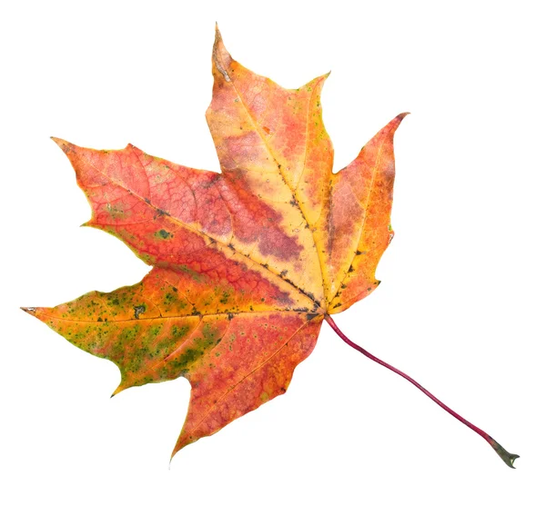 Maple Tree Leaf Isolated White — Stock Photo, Image