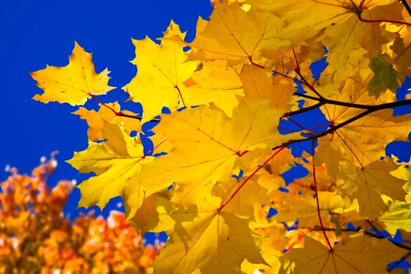 Autumn Landscape Autumn Colorful Maple Autumn Bright Yellow Leaves — Foto de Stock