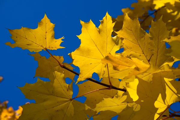 Podzimní Listí Parku — Stock fotografie