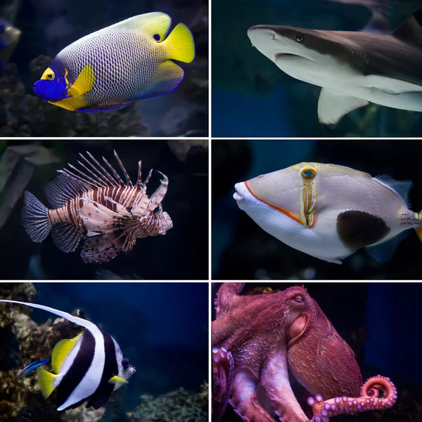 Diferentes Tipos Peixes — Fotografia de Stock