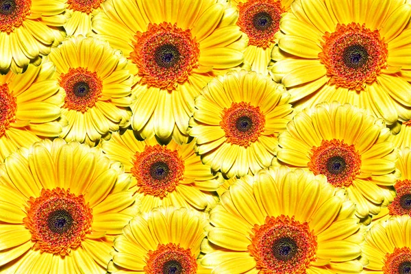Yellow Sunflower Flowers Petals Flora — Stockfoto