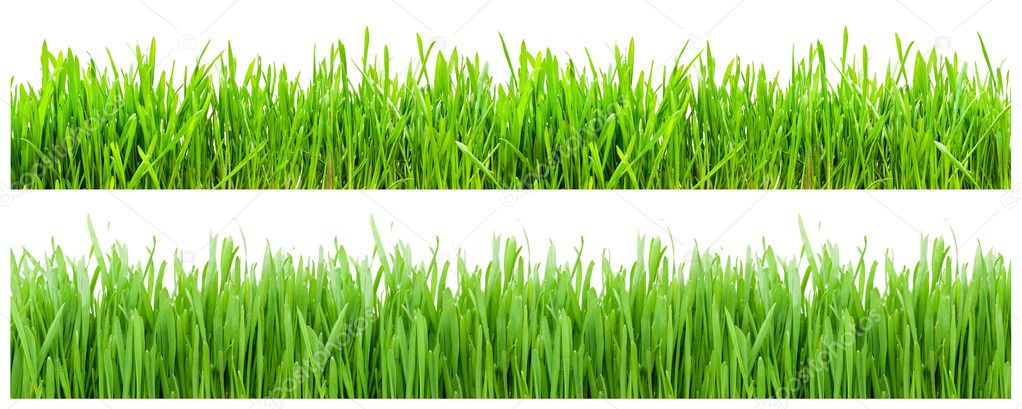 grass isolated on white background 