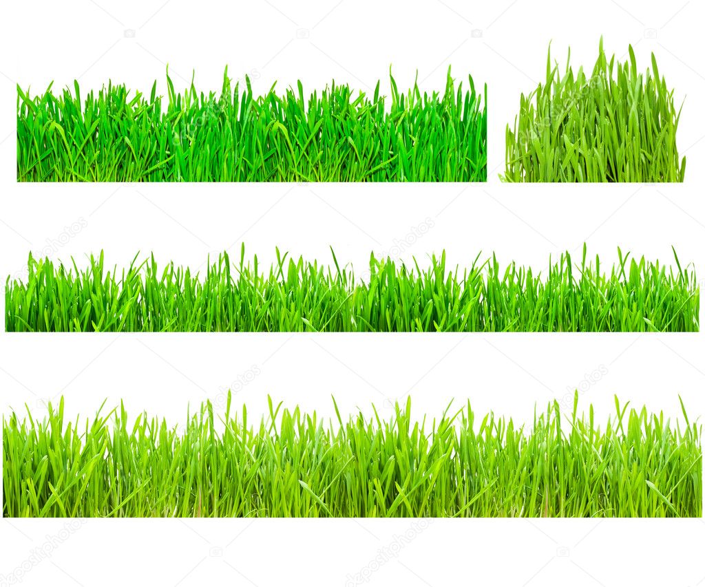 set of green grass isolated on white 