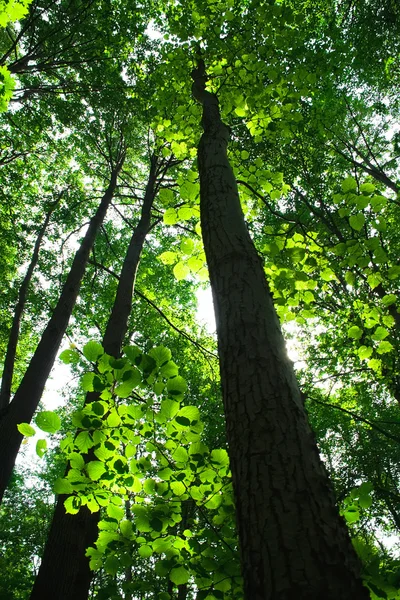 Yeşil Yaz orman — Stok fotoğraf