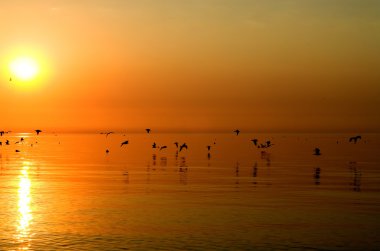 Birds above orange sea clipart