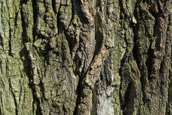 stock image Tree bark surface